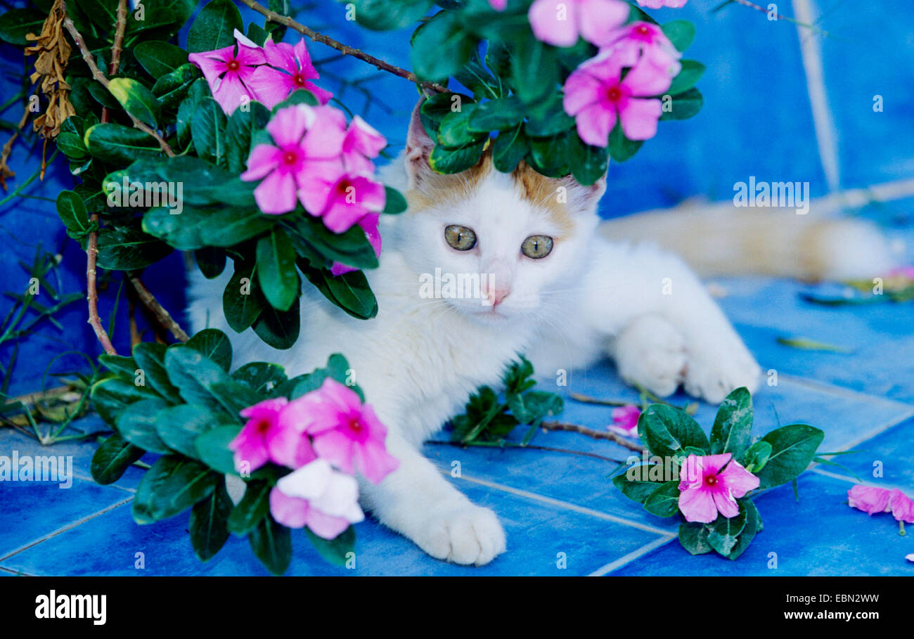 domestic cat, house cat (Felis silvestris f. catus), lying on blue tiles under flowers Stock Photo