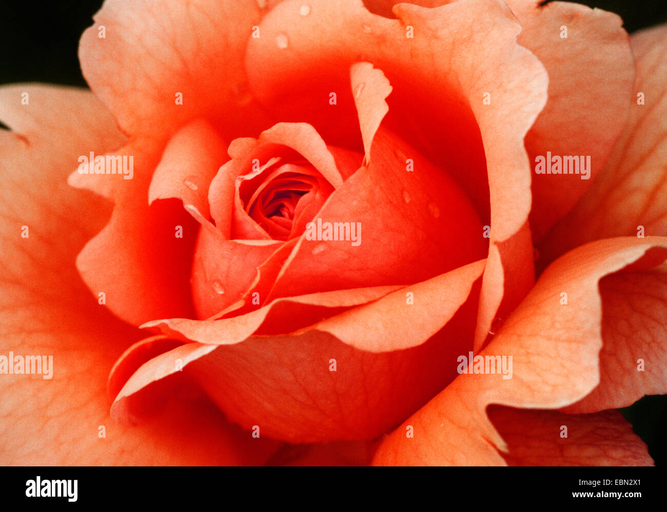 rose (Rosa spec.), detail of the blossoms, Germany Stock Photo