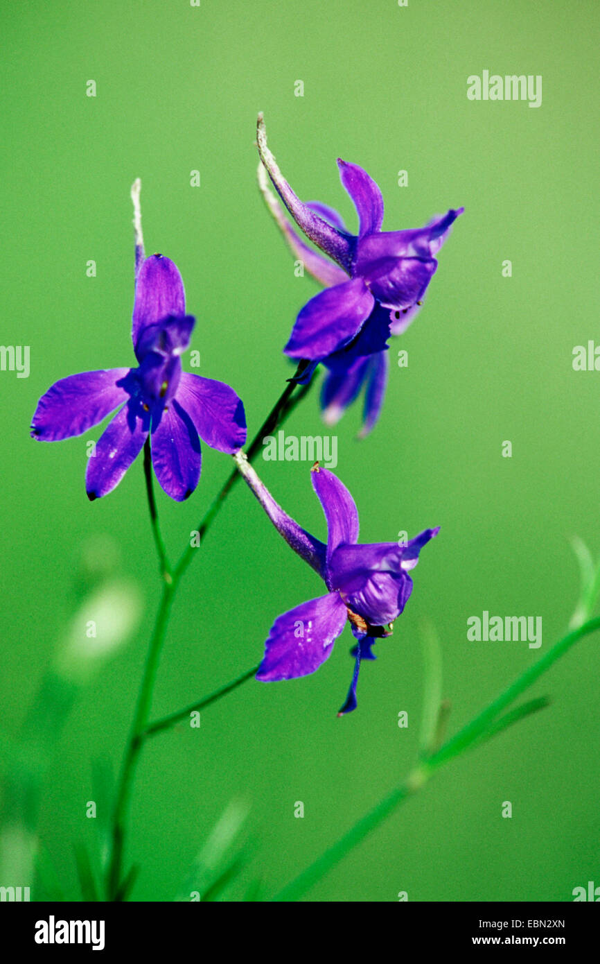 forking larkspur, field larkspur (Consolida regalis, Delphinium consolida), blooming, Germany Stock Photo