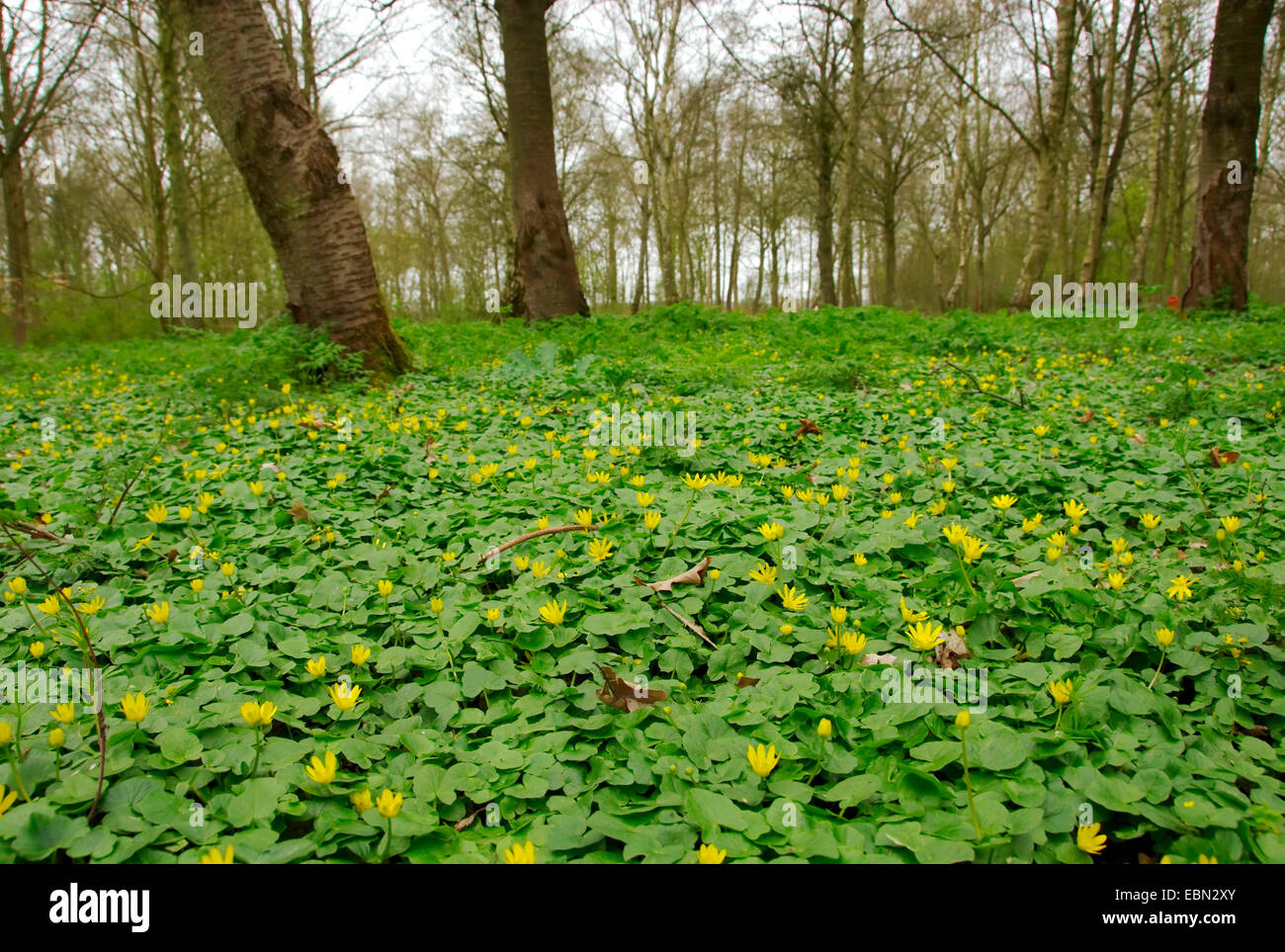 lesser celandine, fig-root butter-cup (Ranunculus ficaria, Ficaria verna), forest soil in spring, Netherlands Stock Photo