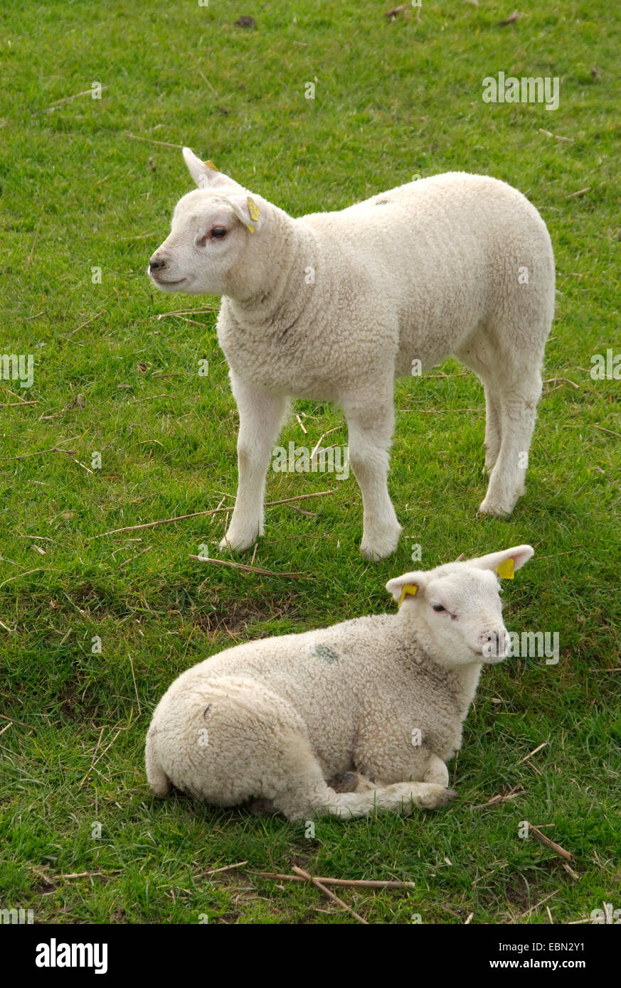domestic sheep (Ovis ammon f. aries), lambs, Netherlands Stock Photo
