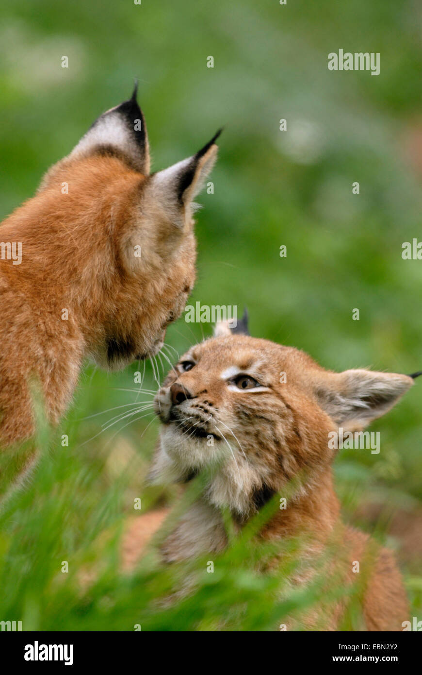 Eurasian lynx (Lynx lynx), puppies playing Stock Photo
