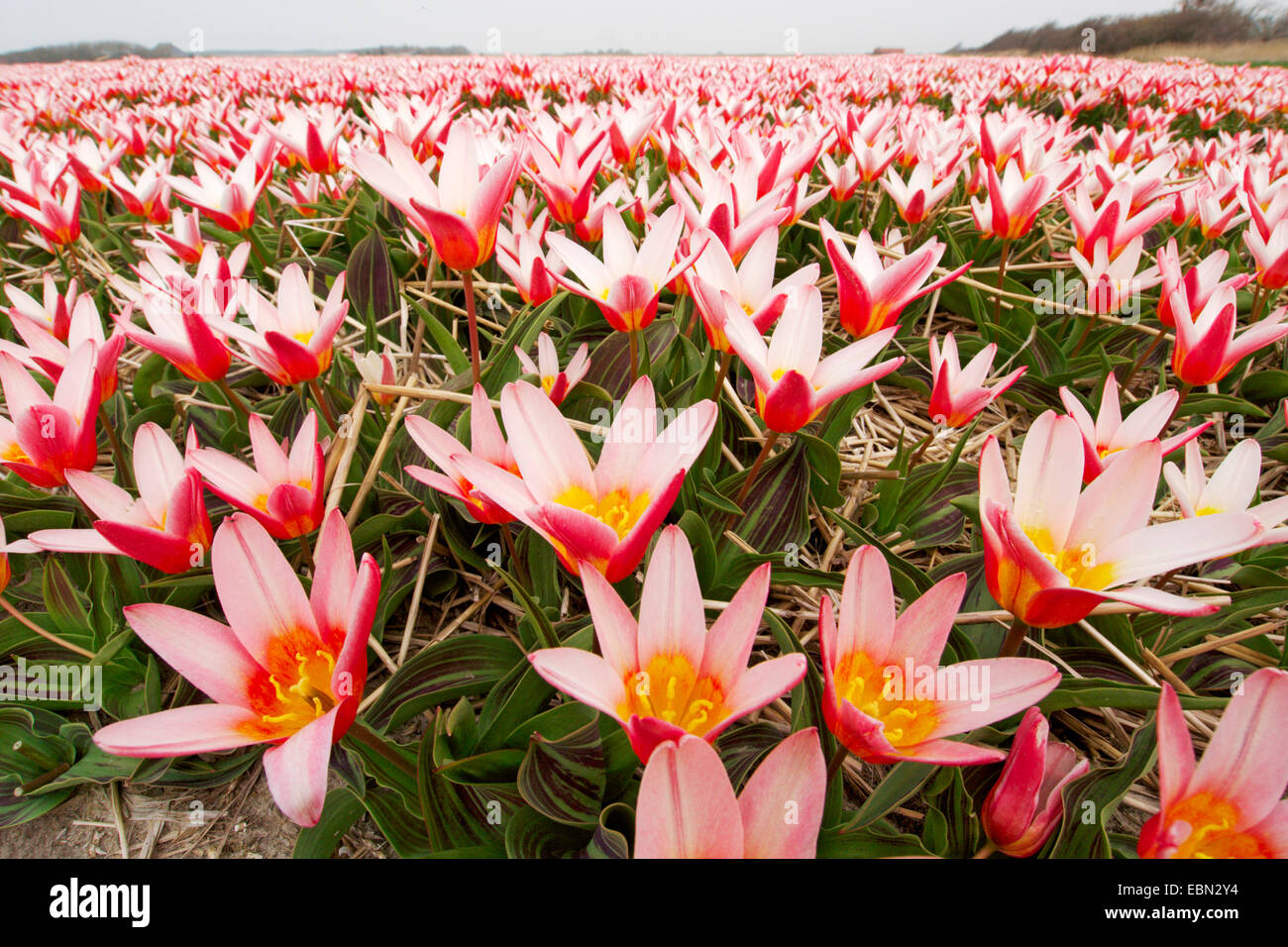 common garden tulip (Tulipa gesneriana), field of tulips, Netherlands Stock Photo