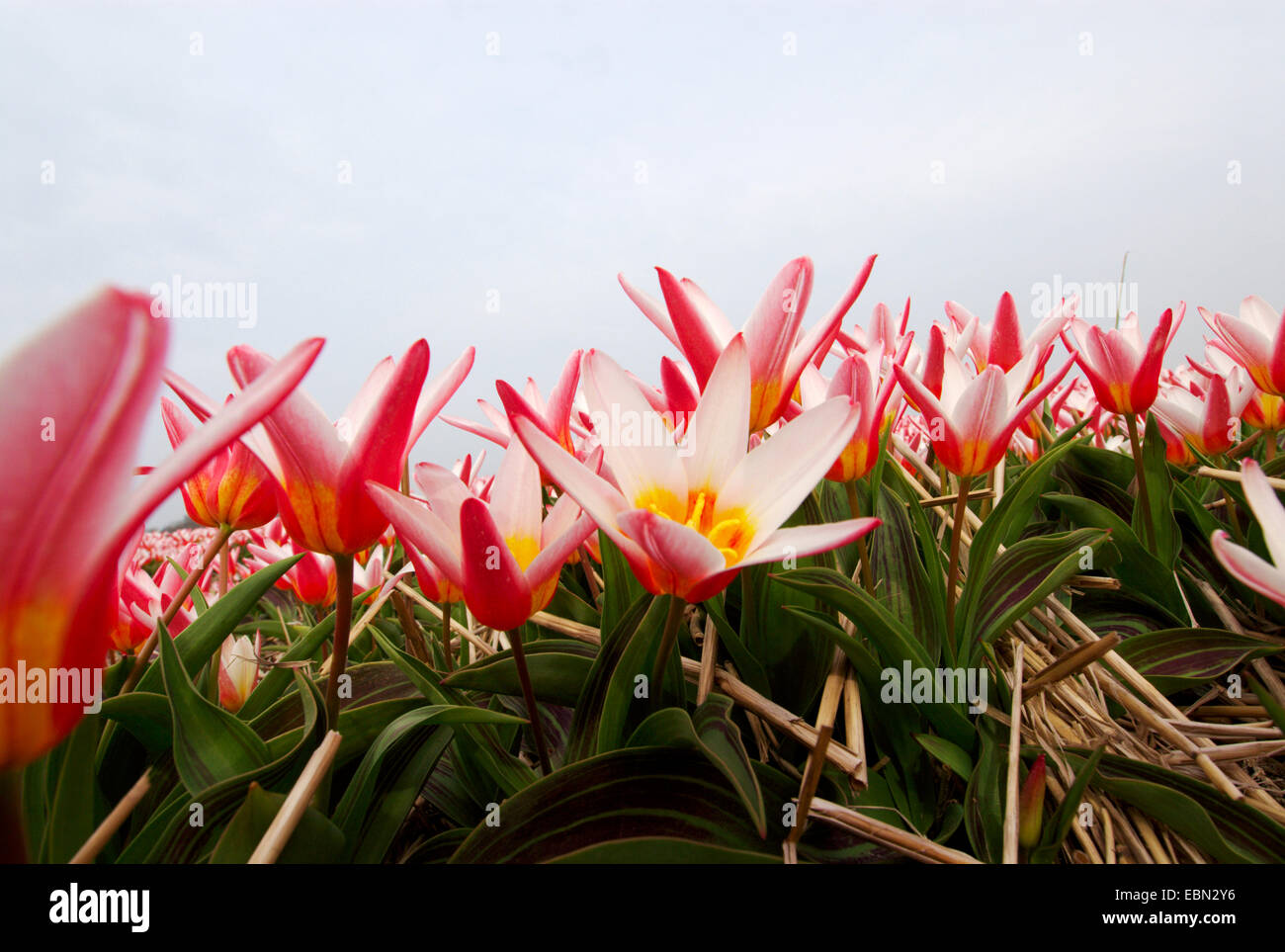 common garden tulip (Tulipa gesneriana), field of tulips, Netherlands Stock Photo