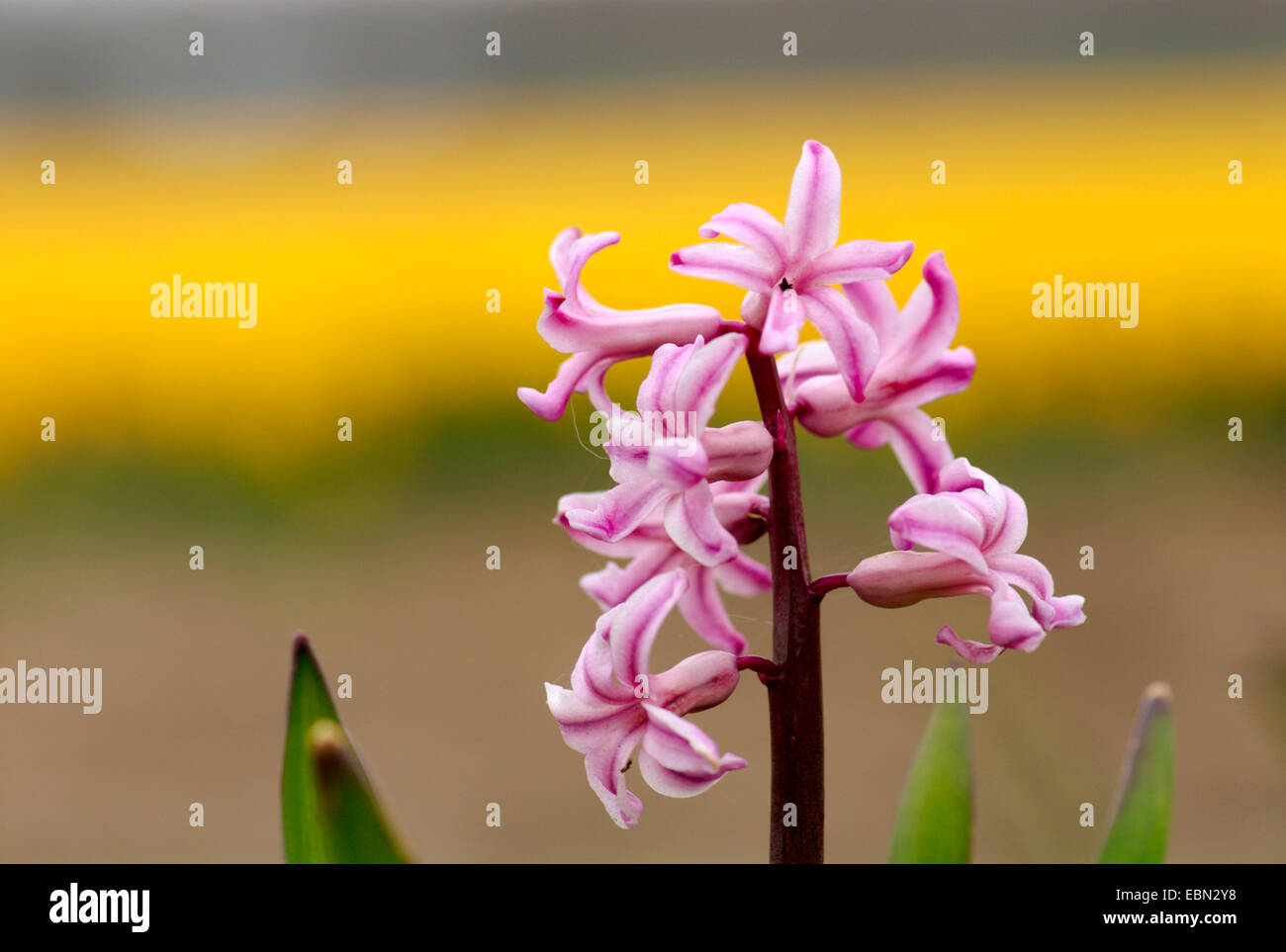 Jacinthe (Hyacinthus orientalis), flowering Stock Photo
