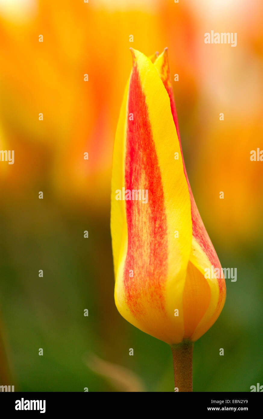 common garden tulip (Tulipa gesneriana), flower bud Stock Photo