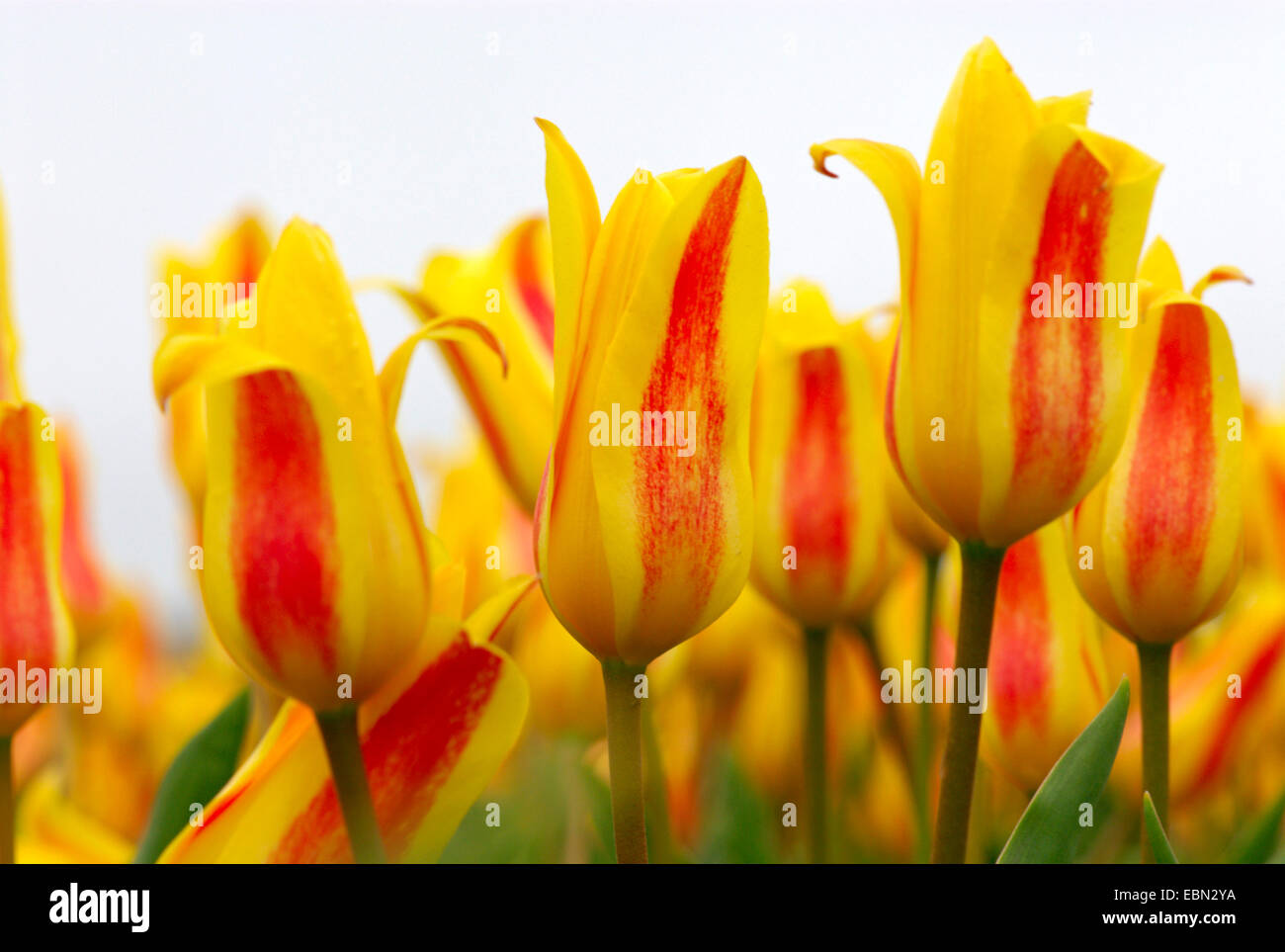 common garden tulip (Tulipa gesneriana), some, Netherlands Stock Photo