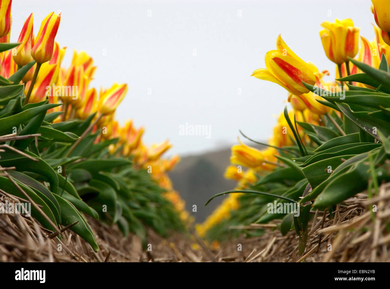 common garden tulip (Tulipa gesneriana), tulip field, Netherlands Stock Photo
