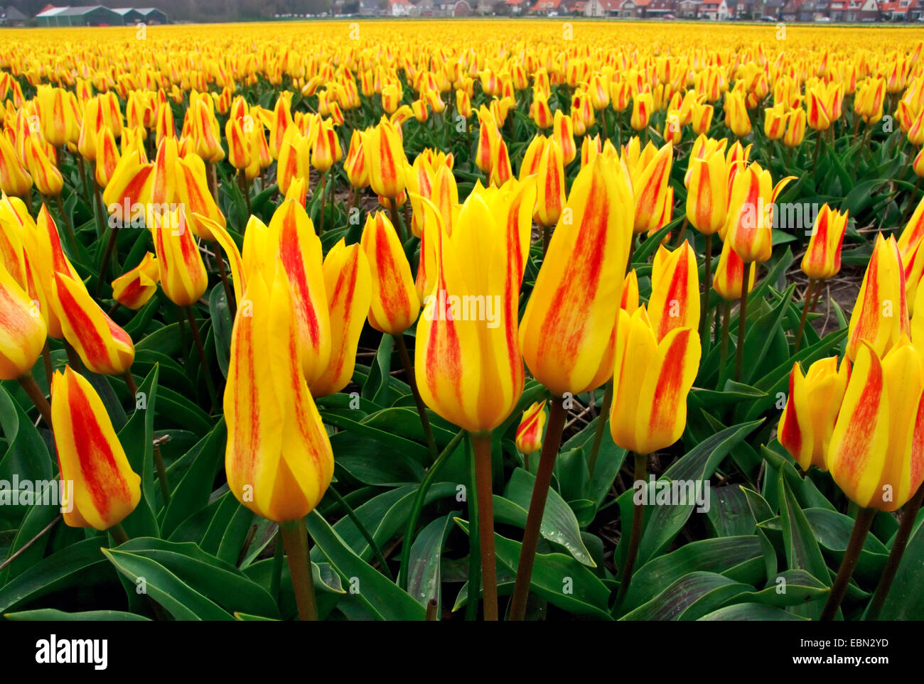 common garden tulip (Tulipa gesneriana), tulip field, Netherlands Stock Photo