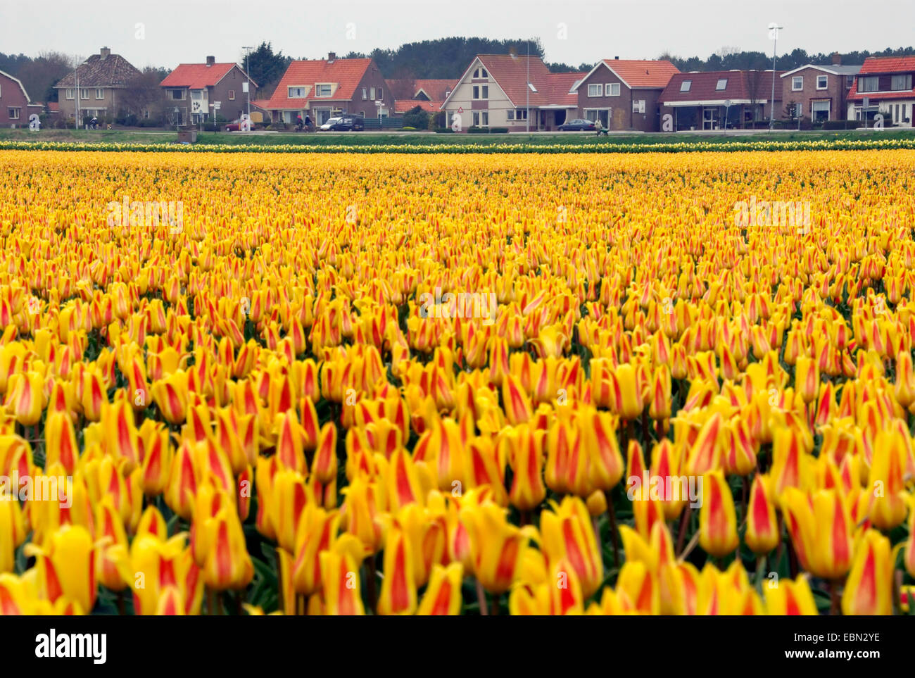 common garden tulip (Tulipa gesneriana), tulip field at the edge of a village, Netherlands Stock Photo