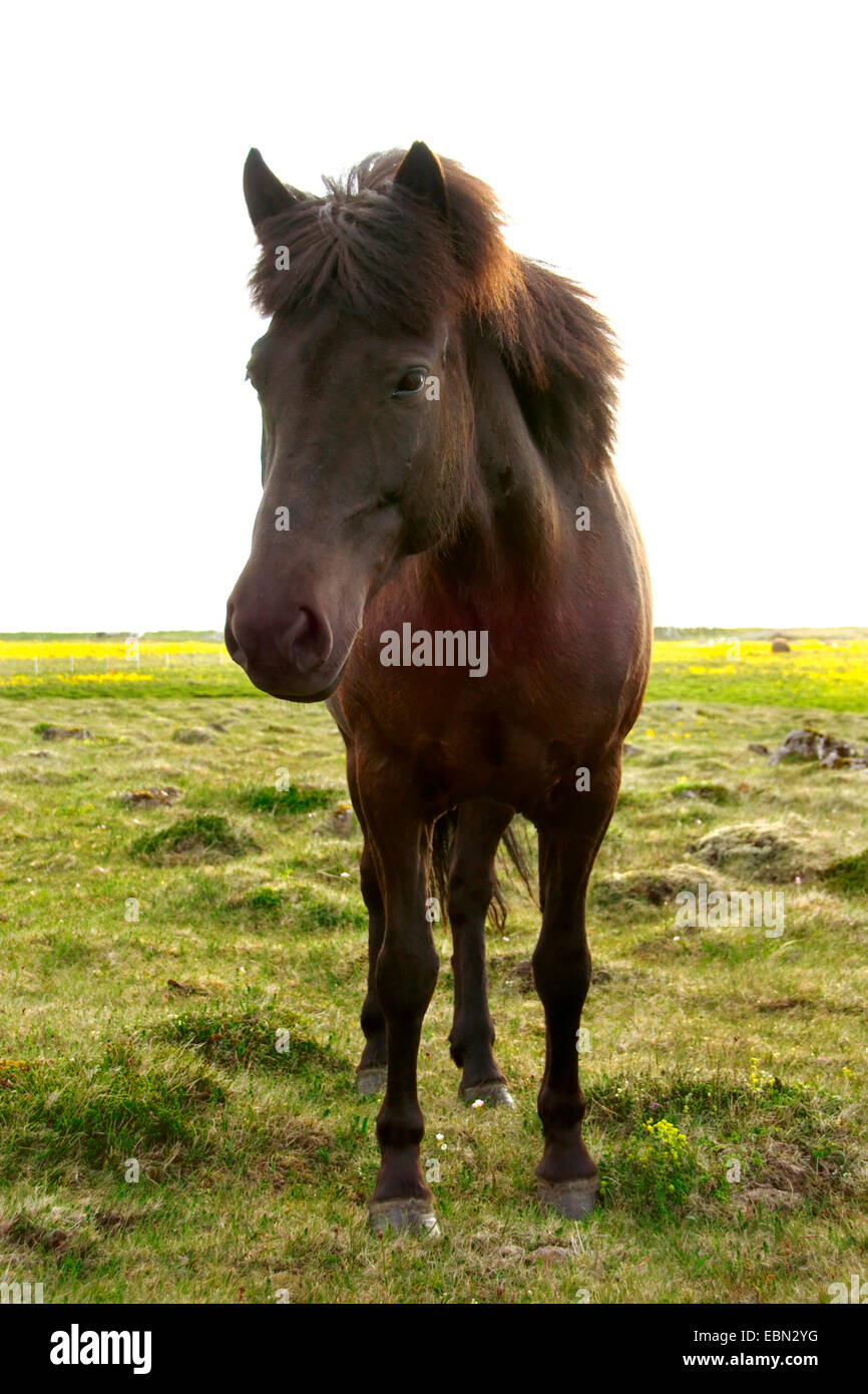Islandic horse, Iceland pony (Equus przewalskii f. caballus), Iceland Stock Photo