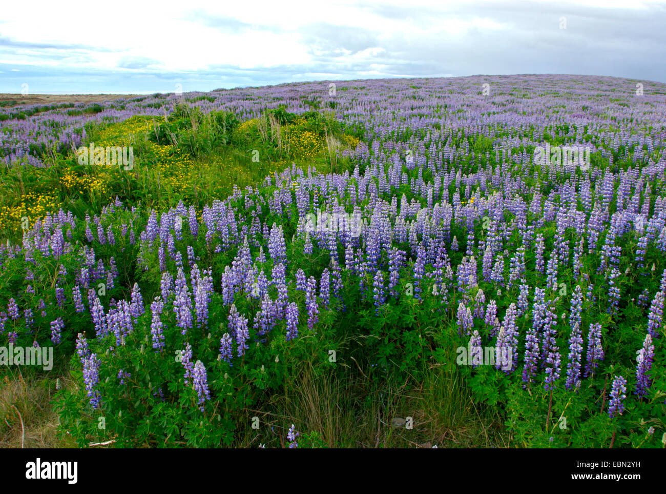 Nootka lupine, Alaska lupine (Lupinus nootkatensis), numerous flowering individuals, Iceland Stock Photo