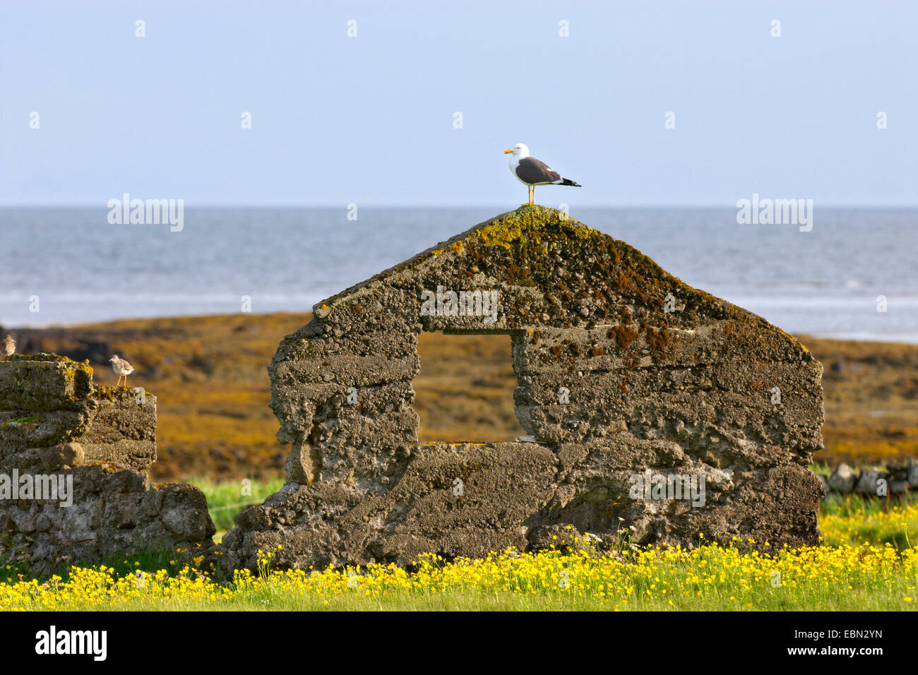 herring gull (Larus argentatus), individuals standing on ruin, Iceland Stock Photo