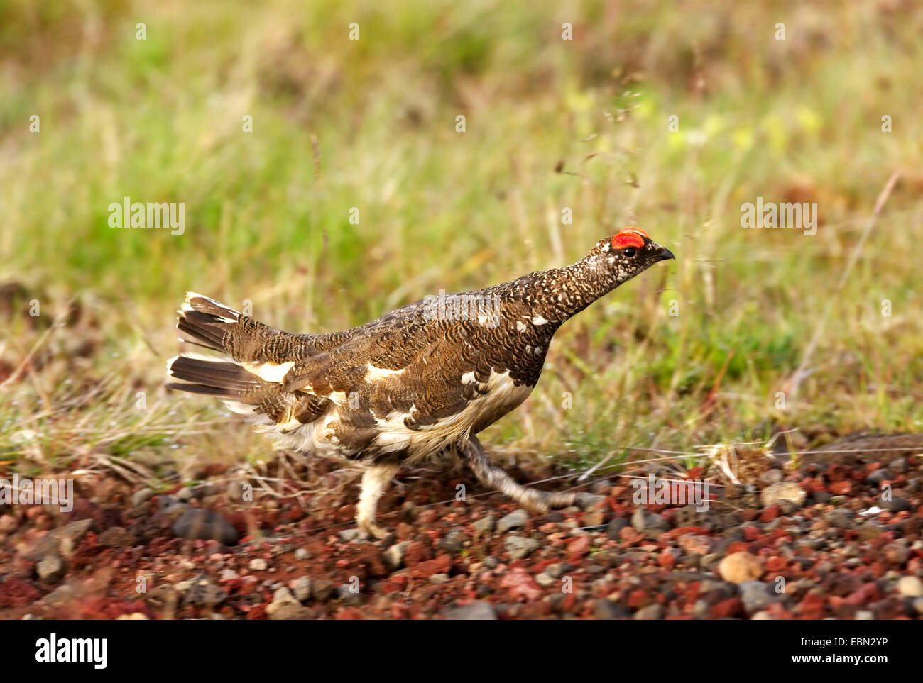 rock ptarmigan (Lagopus mutus), with summer plumage, Iceland Stock Photo