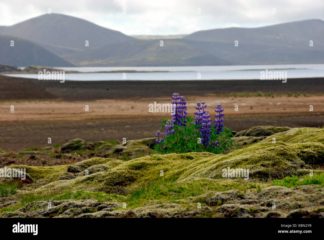 Nootka lupine, Alaska lupine (Lupinus nootkatensis), in front of mountain landscape, Iceland, Reykjanes Peninsula Stock Photo