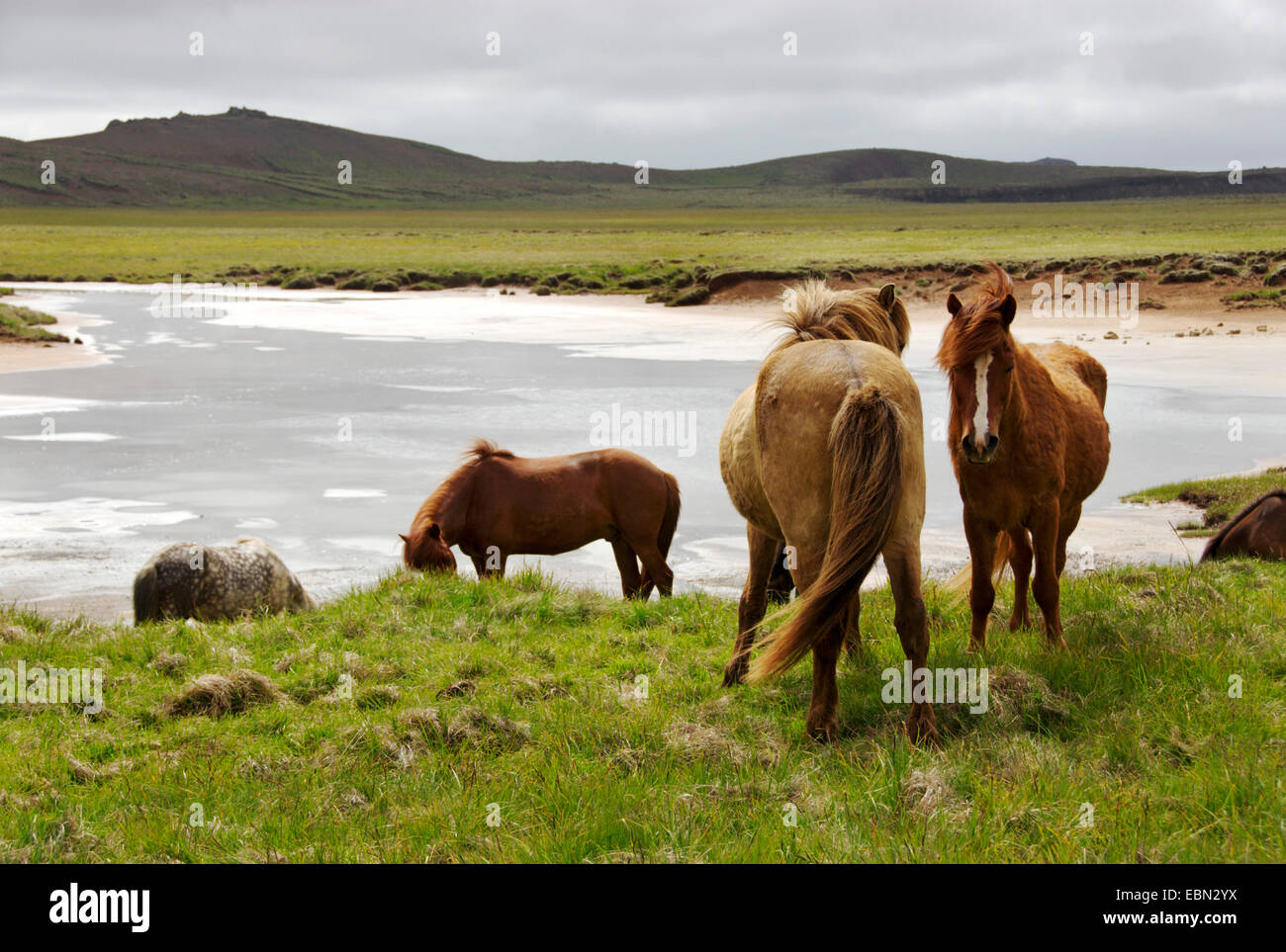 Islandic horse, Iceland pony (Equus przewalskii f. caballus), individuals at water, Iceland Stock Photo