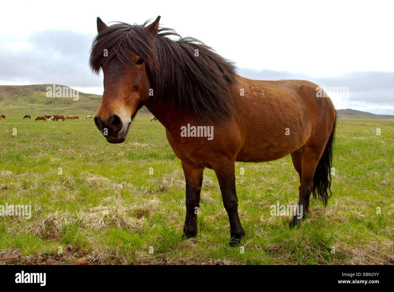 Islandic horse, Iceland pony (Equus przewalskii f. caballus), close up, Iceland Stock Photo