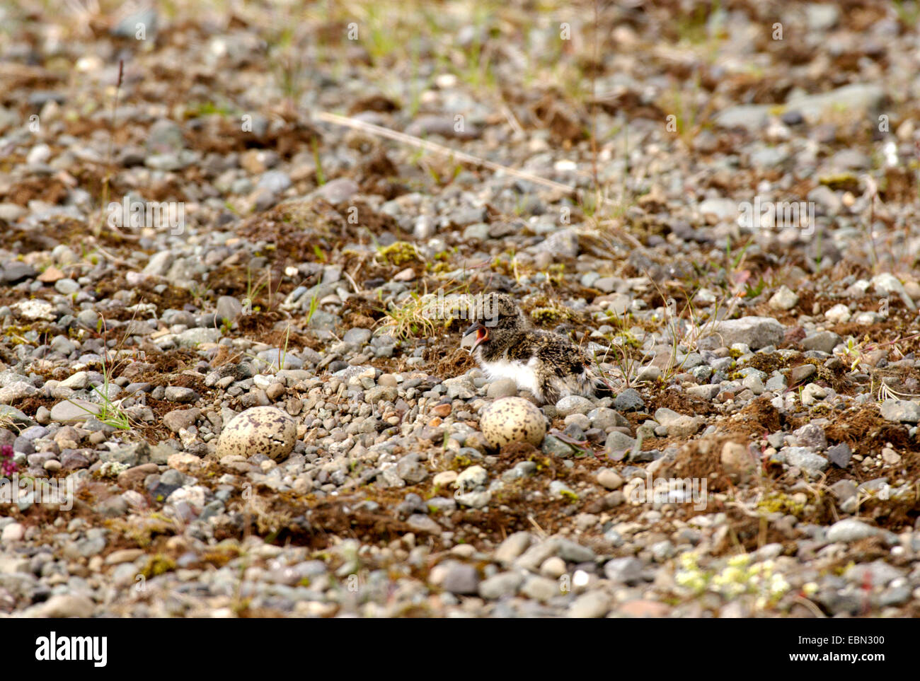 palaearctic oystercatcher (Haematopus ostralegus), chick with eggs, Iceland Stock Photo