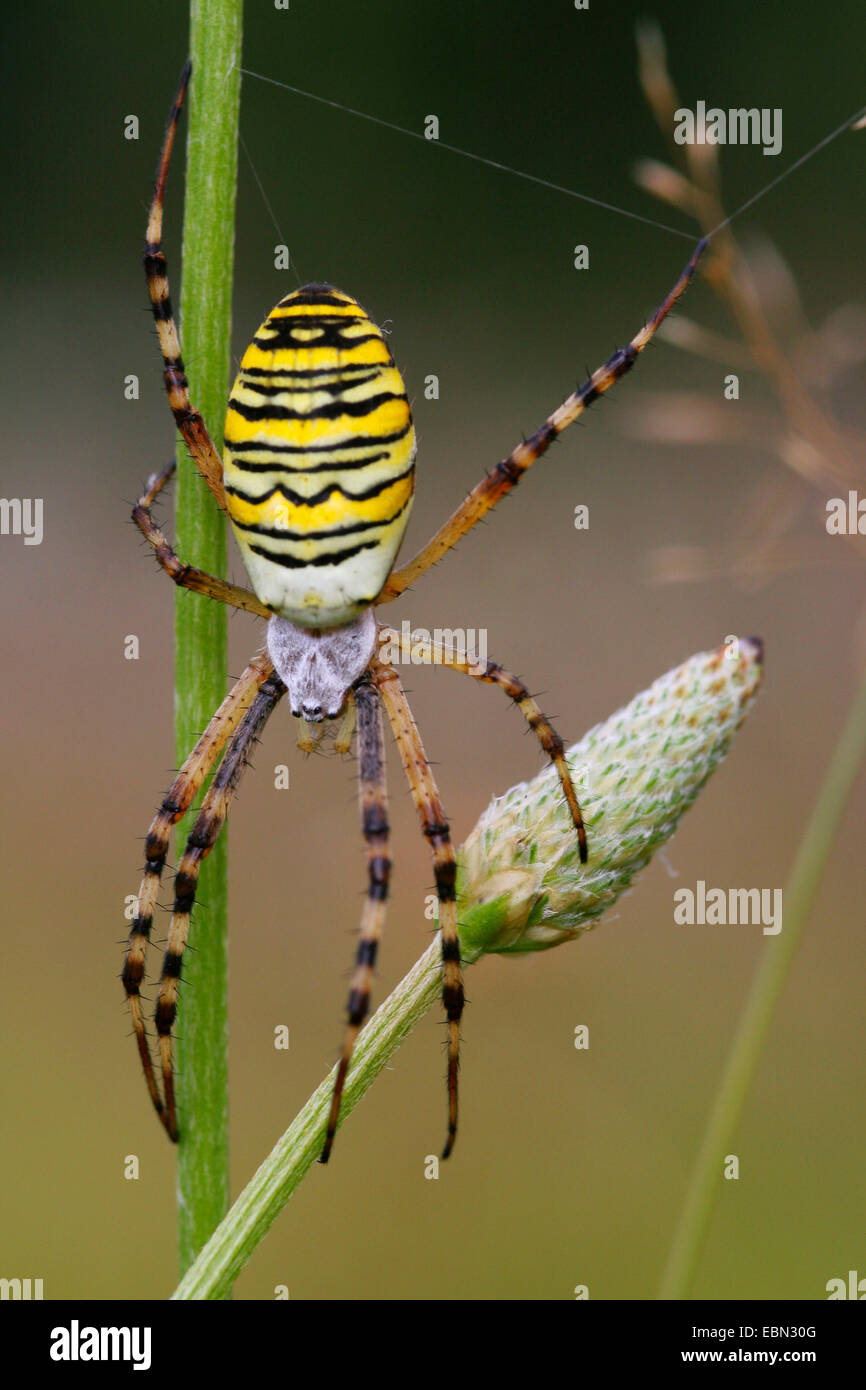 Angiope black-and-yellow argiope, black-and-yellow garden spider (Argiope ...