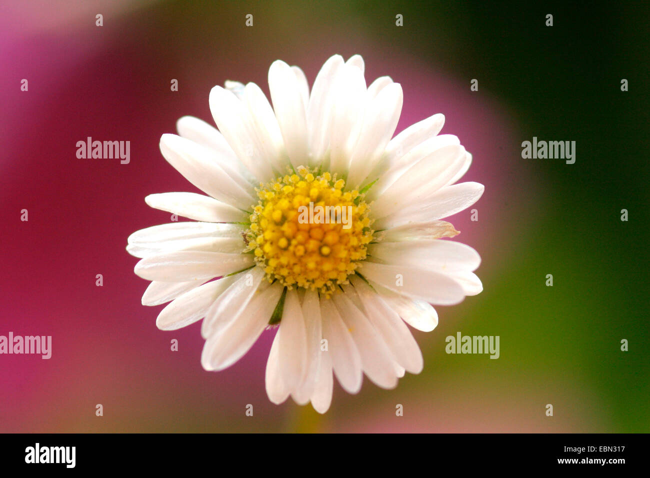 common daisy, lawn daisy, English daisy (Bellis perennis), inflorescence, Germany Stock Photo