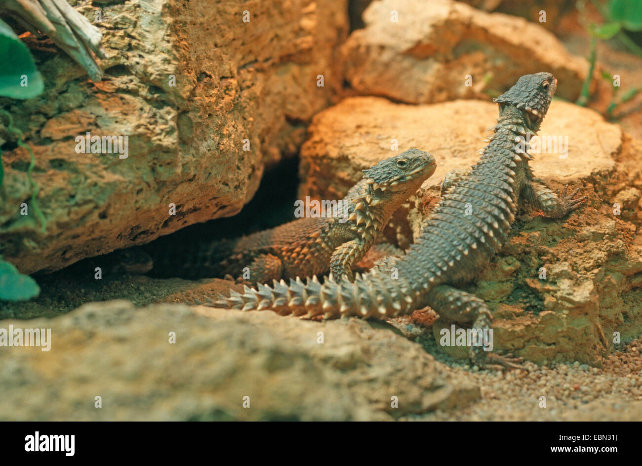 sungazer, giant girdled lizard, giant zonure, giant spinytail lizard (Cordylus giganteus), two reptiles sitting together among stones Stock Photo
