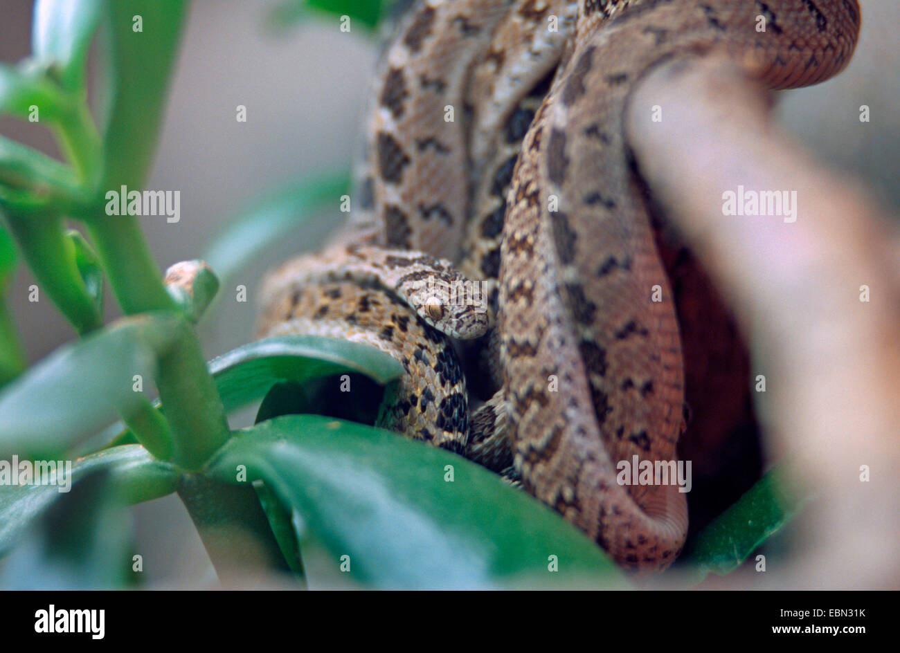 egg-eating snake, African egg-eating snake (Dasypeltis scabra), hanging at a branch Stock Photo