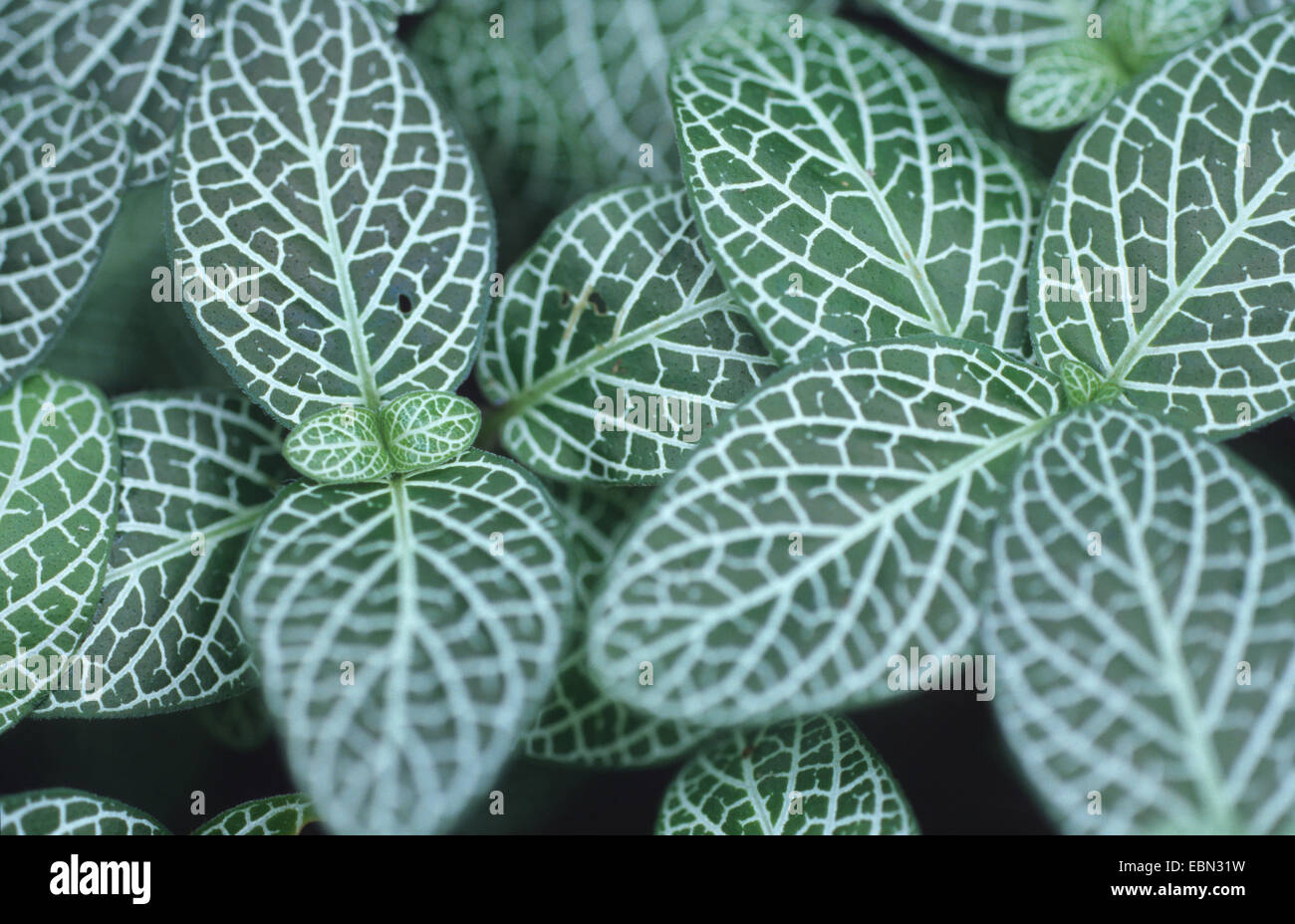 mosaic plant, silver net plant, silver nerve plant (Fittonia