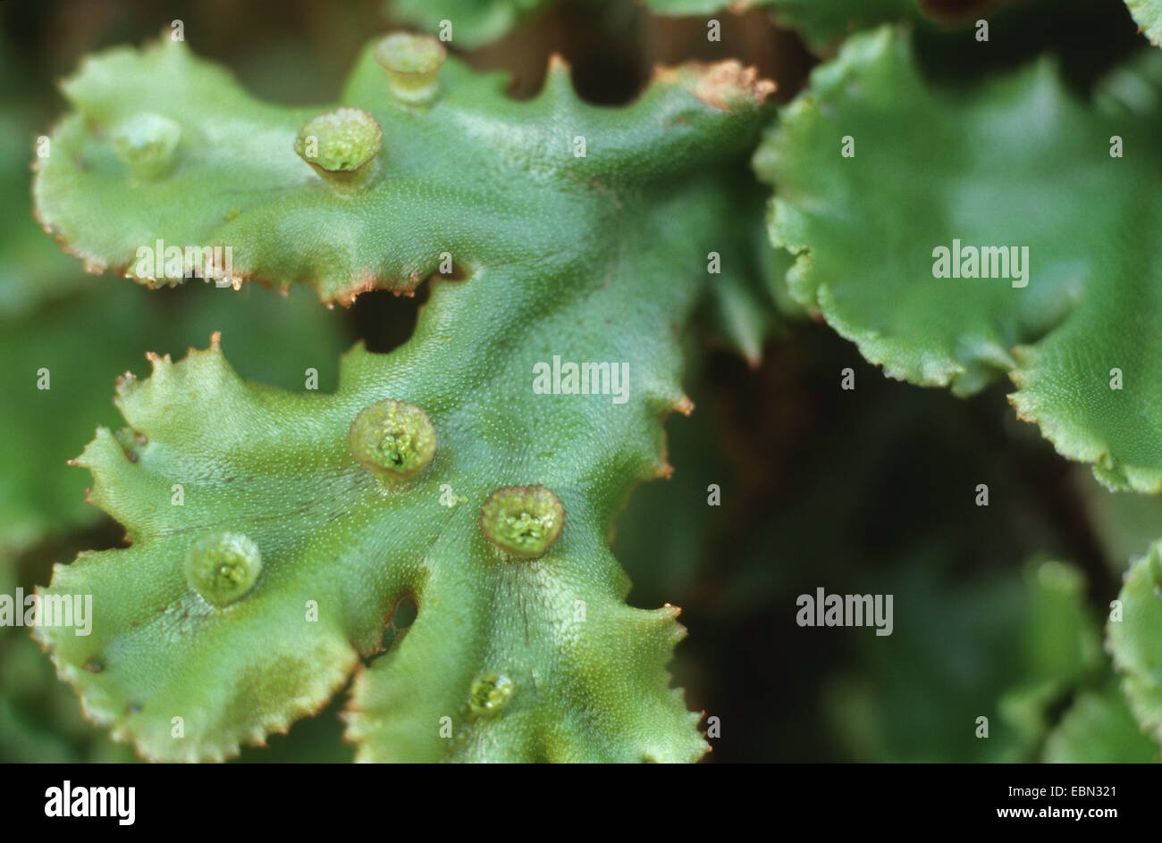 liverwort (Marchantia polymorpha), with reproduction organs Stock Photo