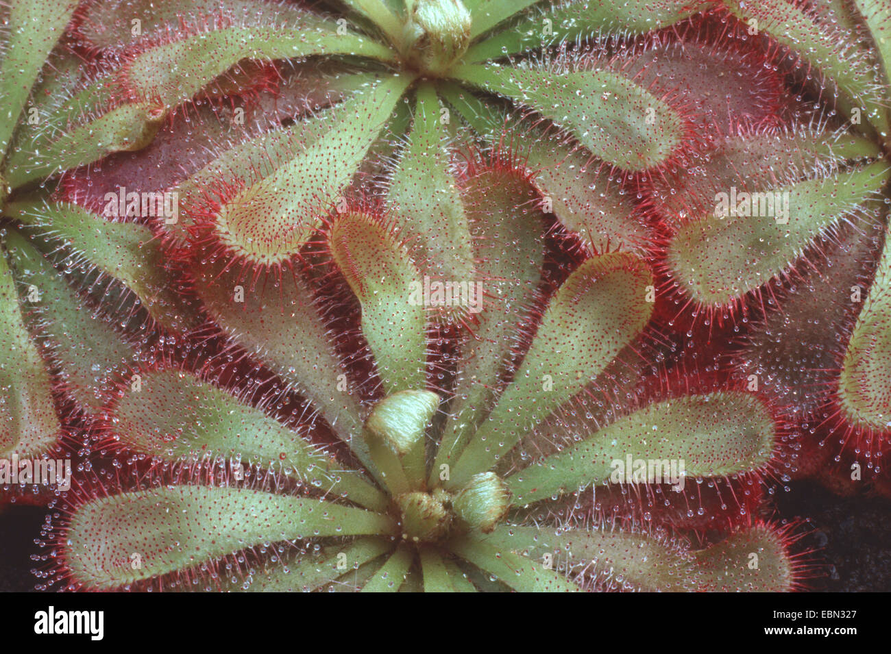 sundew (Drosera aliciae), sticky leaves Stock Photo