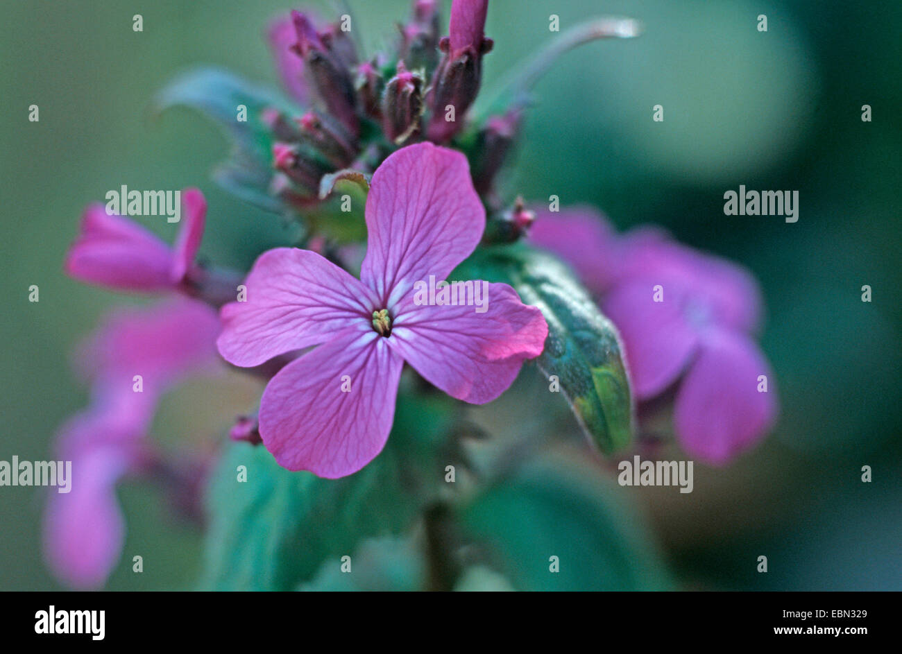 honesty plant (Lunaria annua), flowers Stock Photo