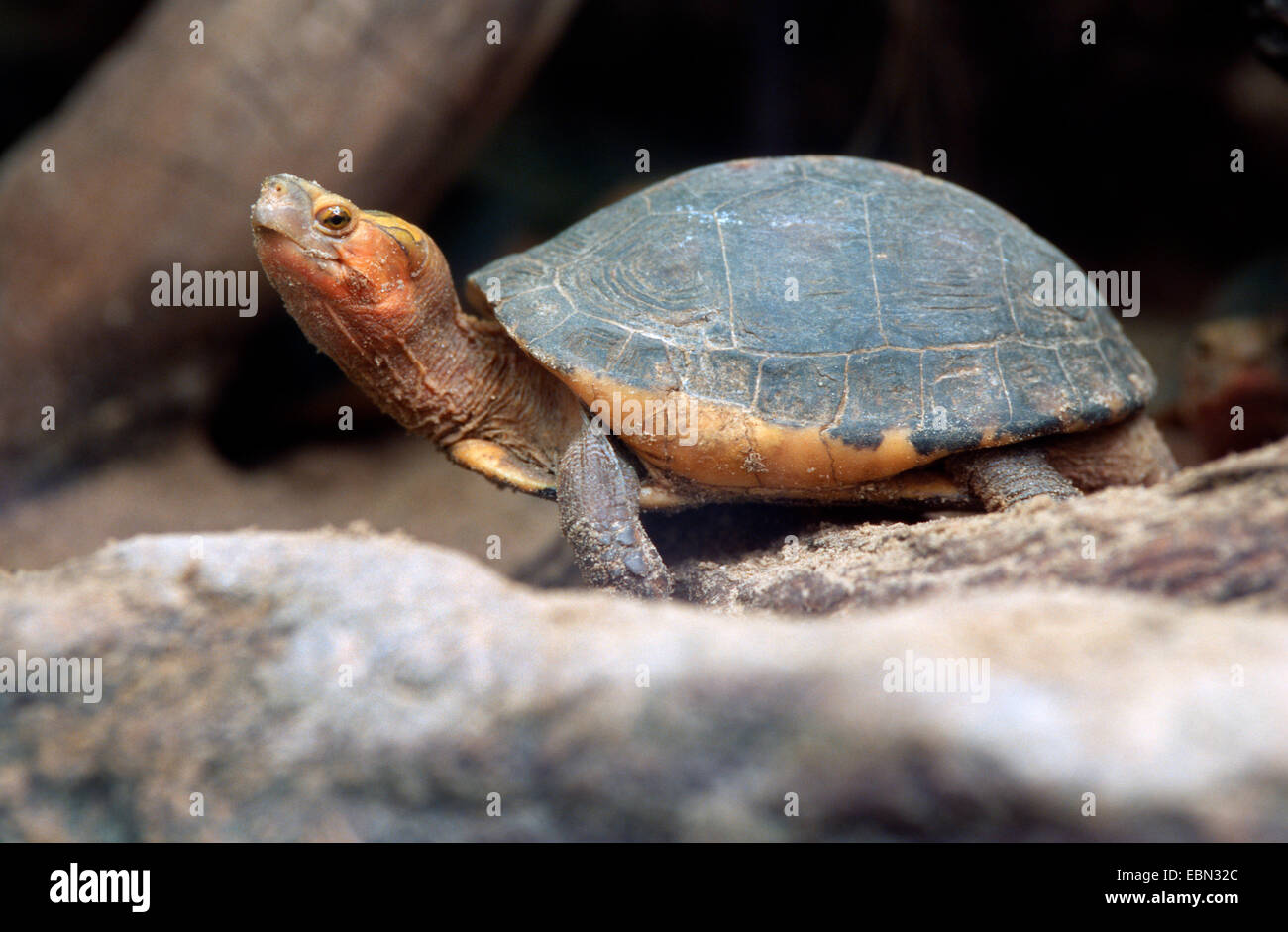 yellow-margined box turtle, snake-eating turtle (Cuora flavomarginata ...