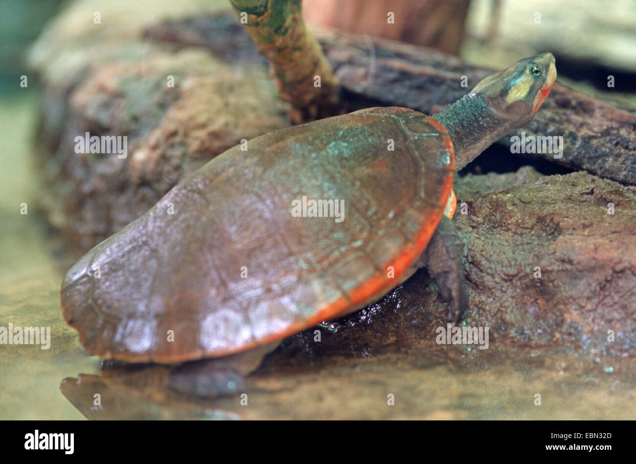 Australian big-headed side-necked turtle (Emydura australis), climbing to the shore from a shallow water Stock Photo