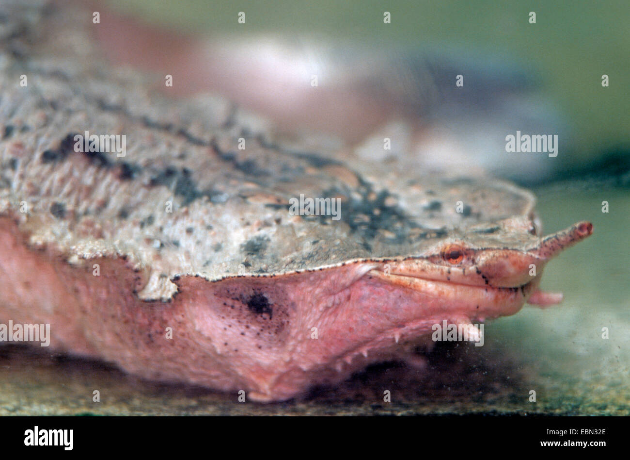 matamata (Chelus fimbriatus), portrait Stock Photo