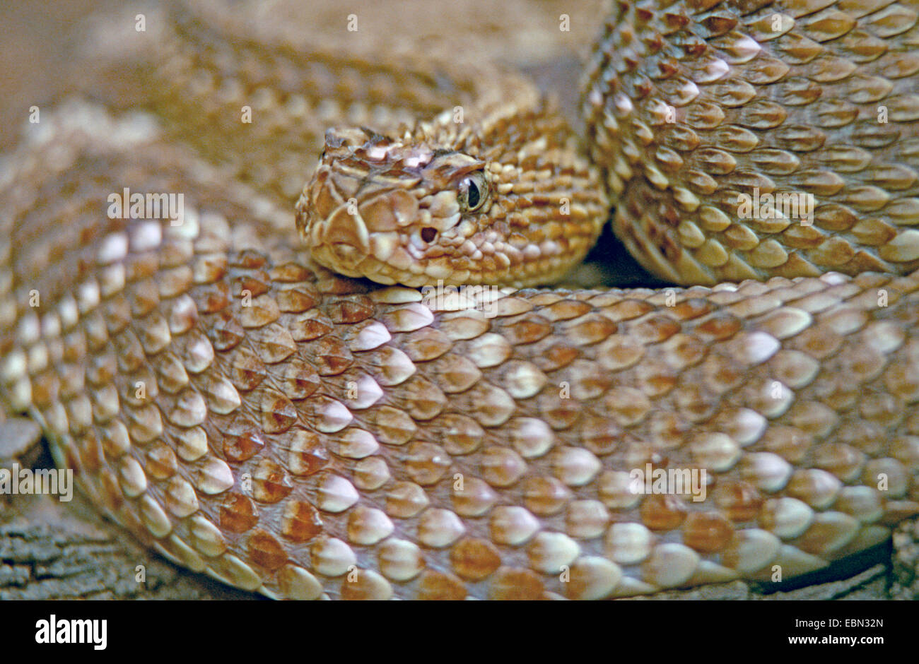 neotropical rattlesnake, cascabel (Crotalus durissus durissus, Crotalus terrificus), portrait Stock Photo