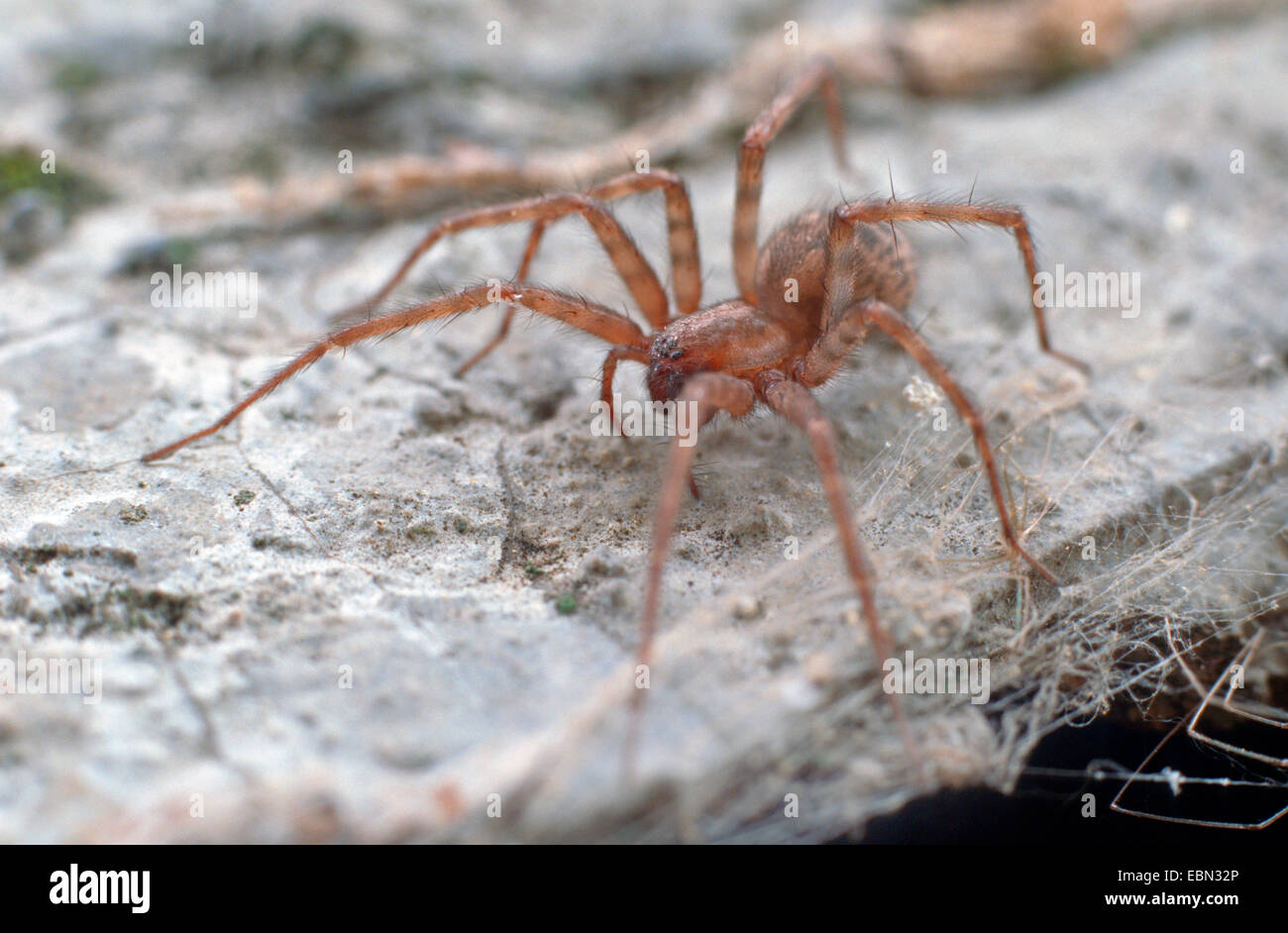 common European house spider, lesser house spider, barn funnel weaver