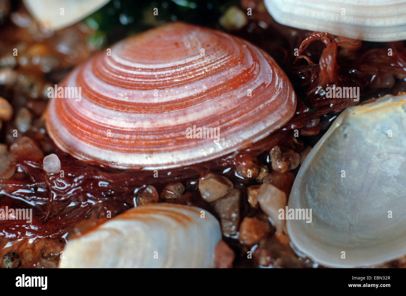 Angulus Tenuis High Resolution Stock Photography and Images - Alamy