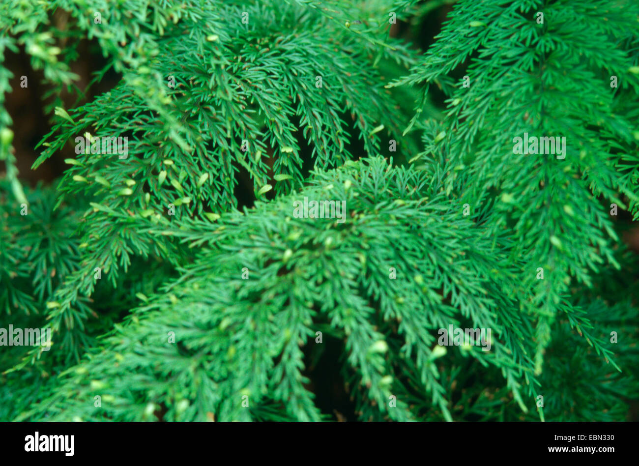 Mother fern (Asplenium viviparum, Asplenium daucifolium), leaves, pseudovivipar Stock Photo