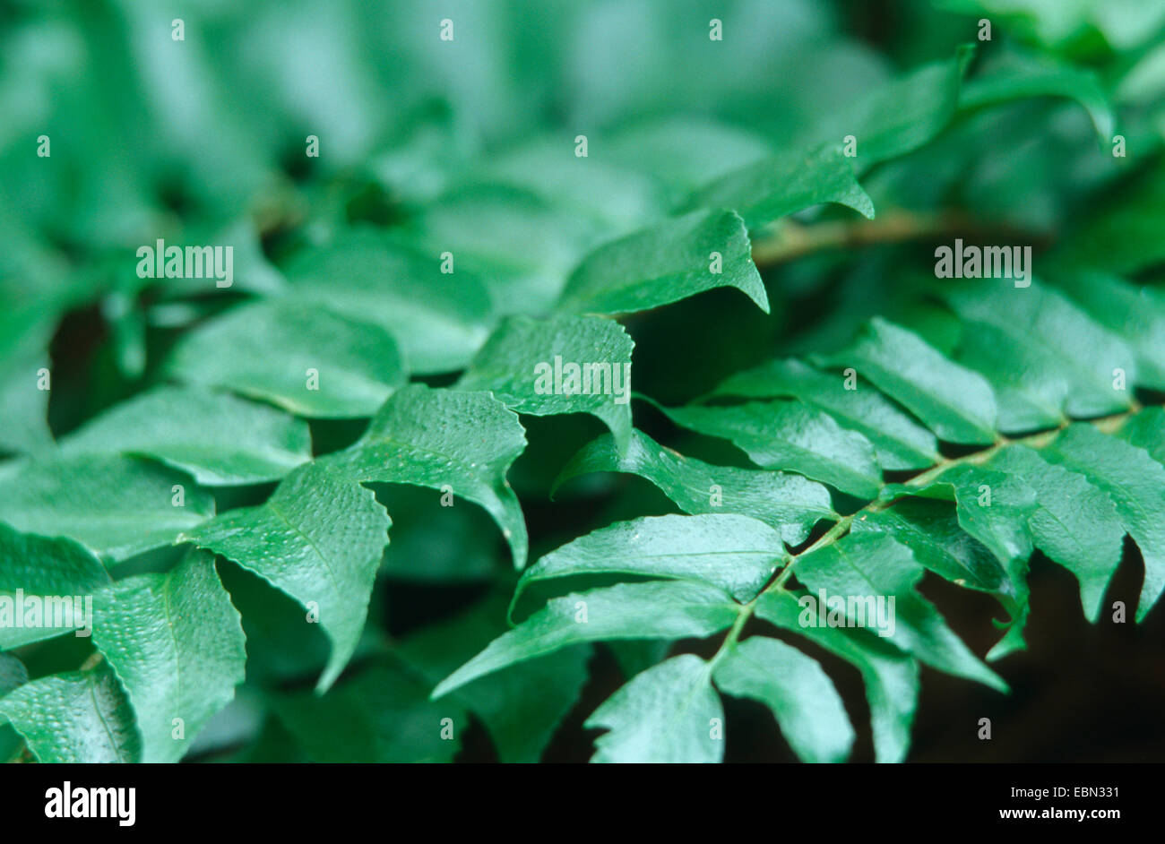 Japanese Holly Farn (Cyrtomium falcatum, Polysticum falcatum), leaves of the cultivar Rochfordianum Stock Photo