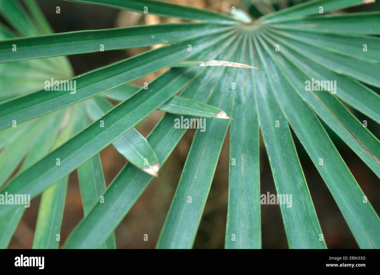 Borhidis Guano Palm (Coccothrinax borhidiana), leaves, Cuba Stock Photo