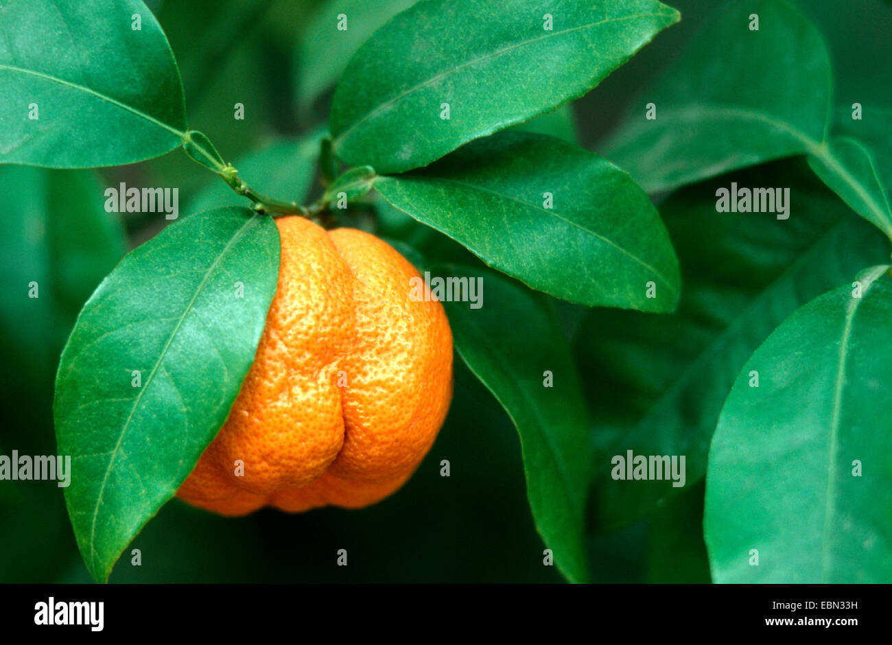 Seville orange (Citrus aurantium 'Corniculata', Citrus aurantium Corniculata), fruit at a branch Stock Photo