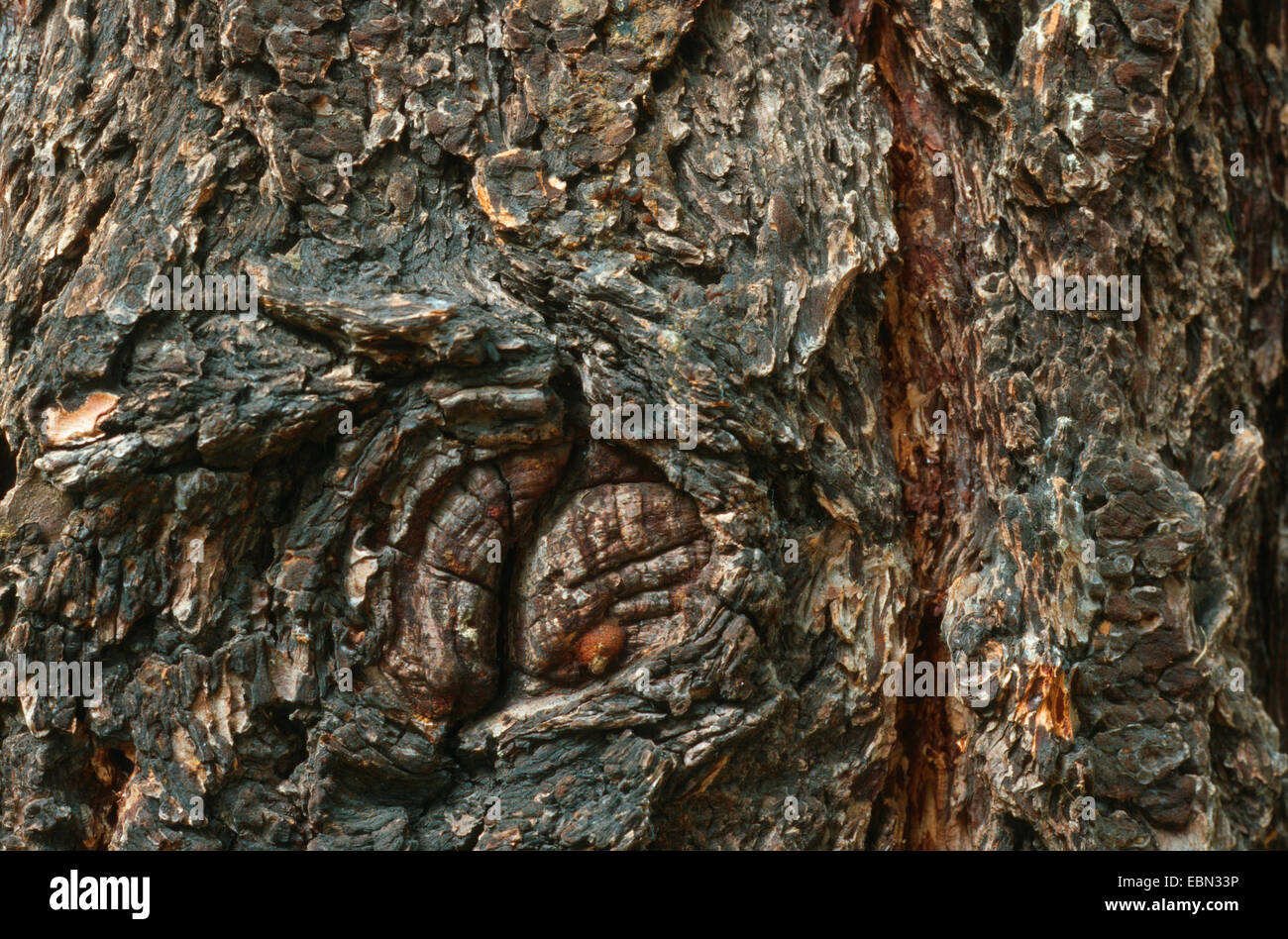 Douglas fir (Pseudotsuga menziesii), bark Stock Photo Alamy