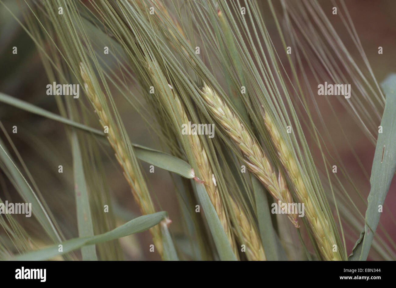 Wild Barley (Hordeum spontaneum), spikes Stock Photo