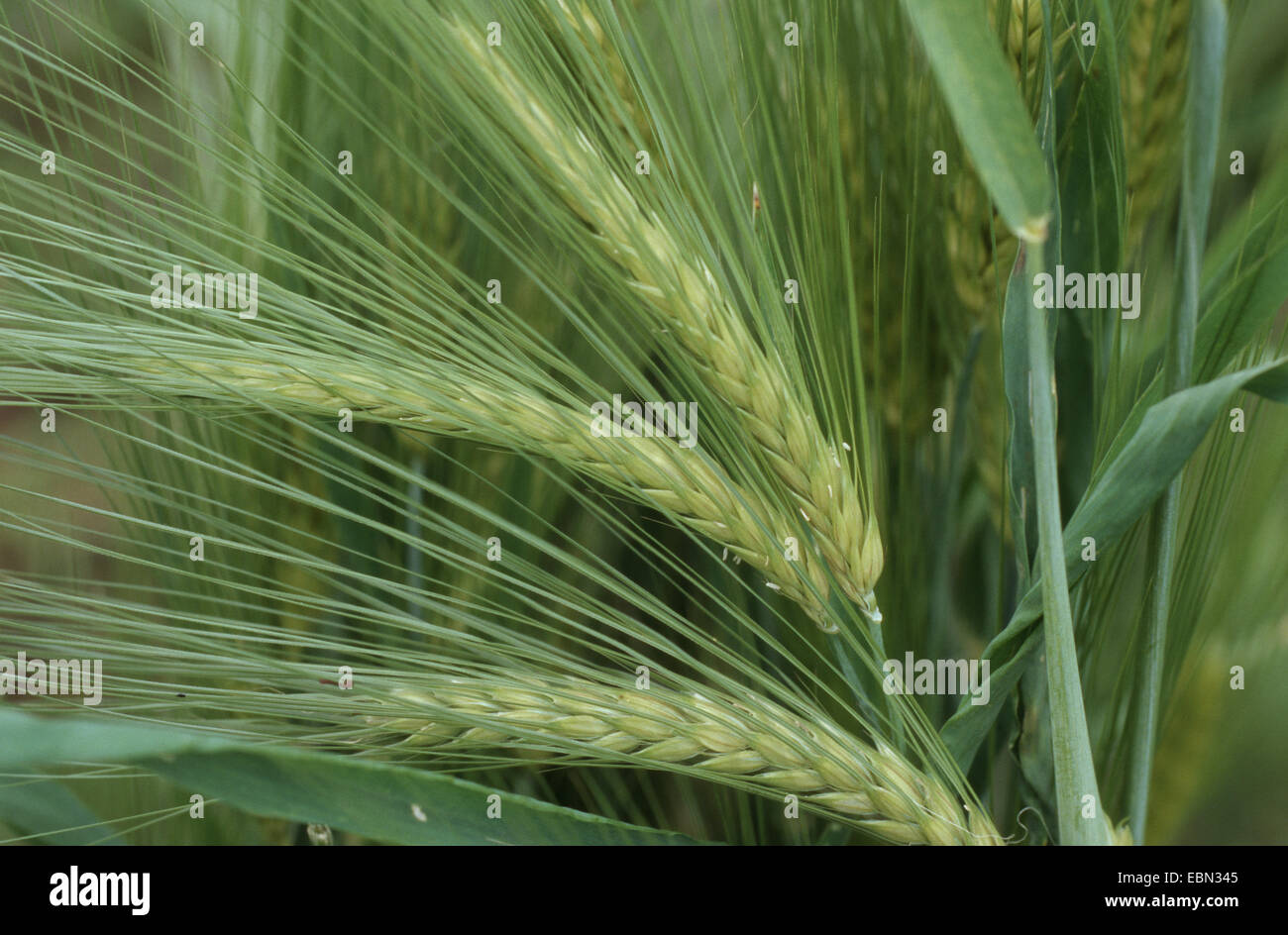 barley (Hordeum distichon var. nudum, Hordeum vulgare ssp. distichon var. nudum), spikes Stock Photo