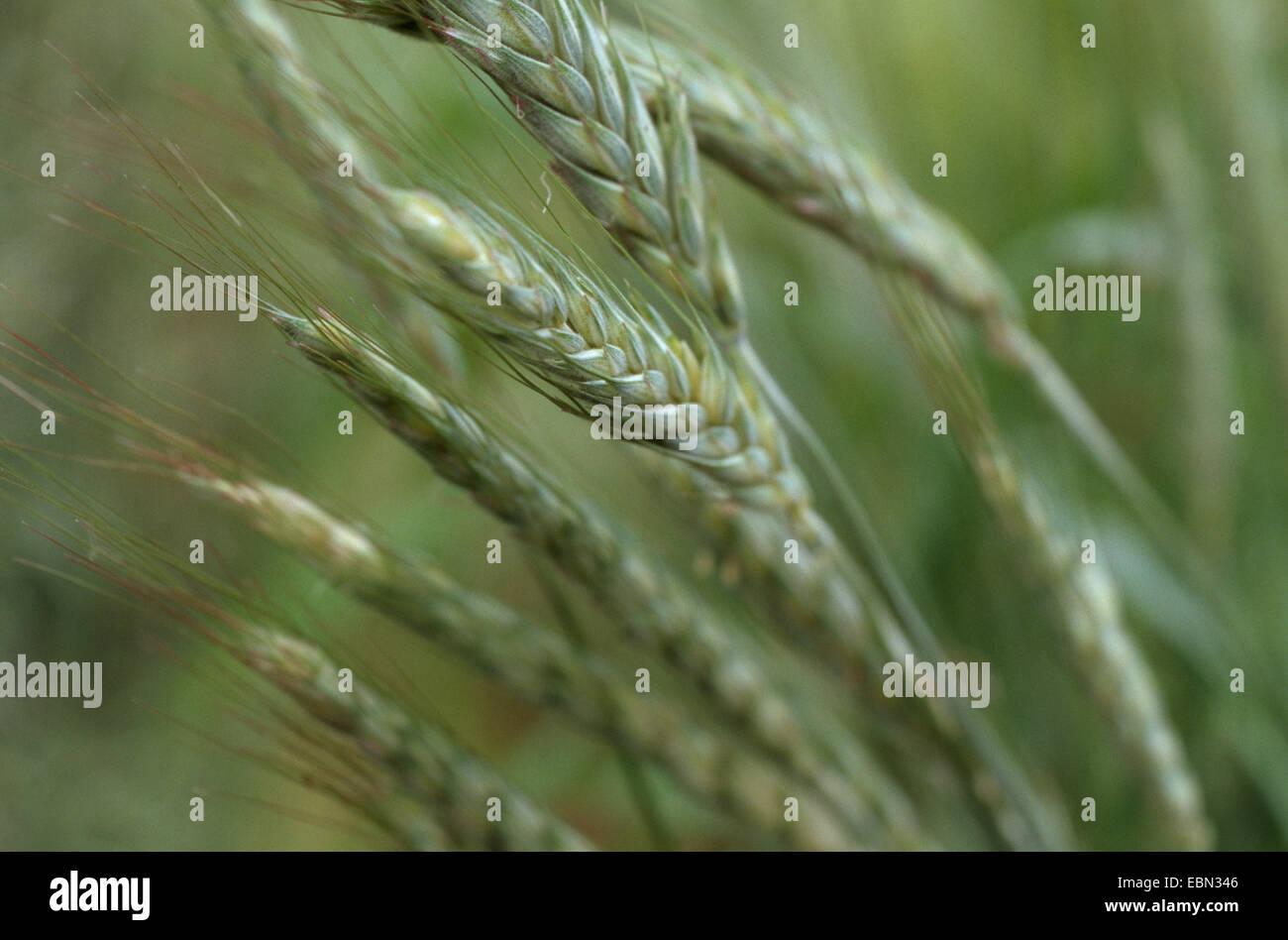 barley (Hordeum distichon, Hordeum vulgare ssp. distichon), spikes Stock Photo