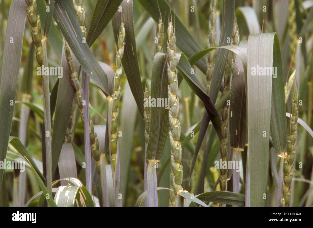 spelt wheat (Triticum spelta), spikes Stock Photo