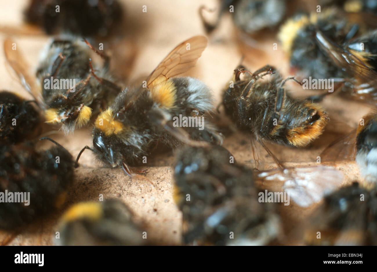 bumble bee (Bombus spec.), bumble bee death Stock Photo