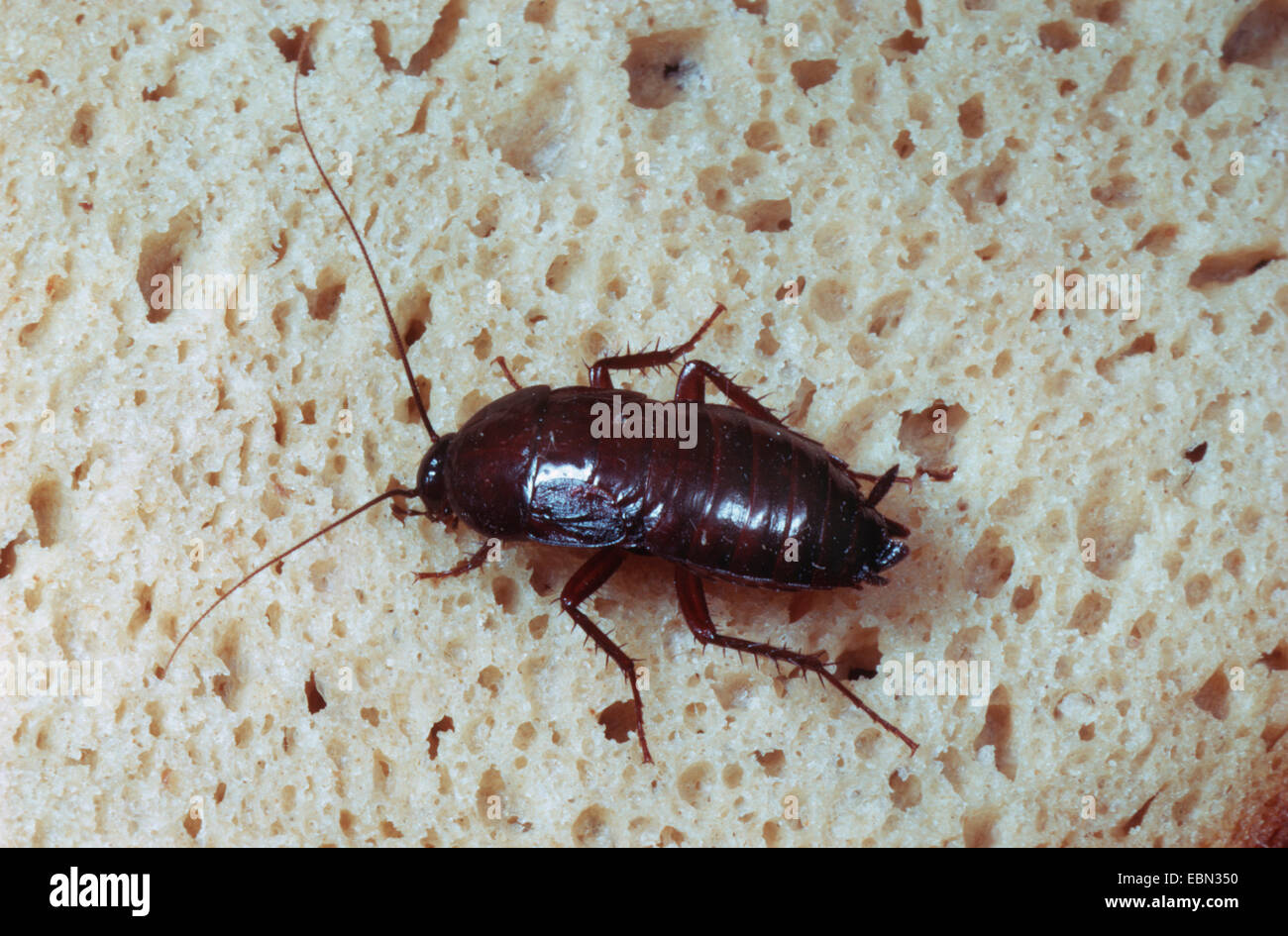 Oriental cockroach, common cockroach (Blatta orientalis), sitting on a bread slice Stock Photo