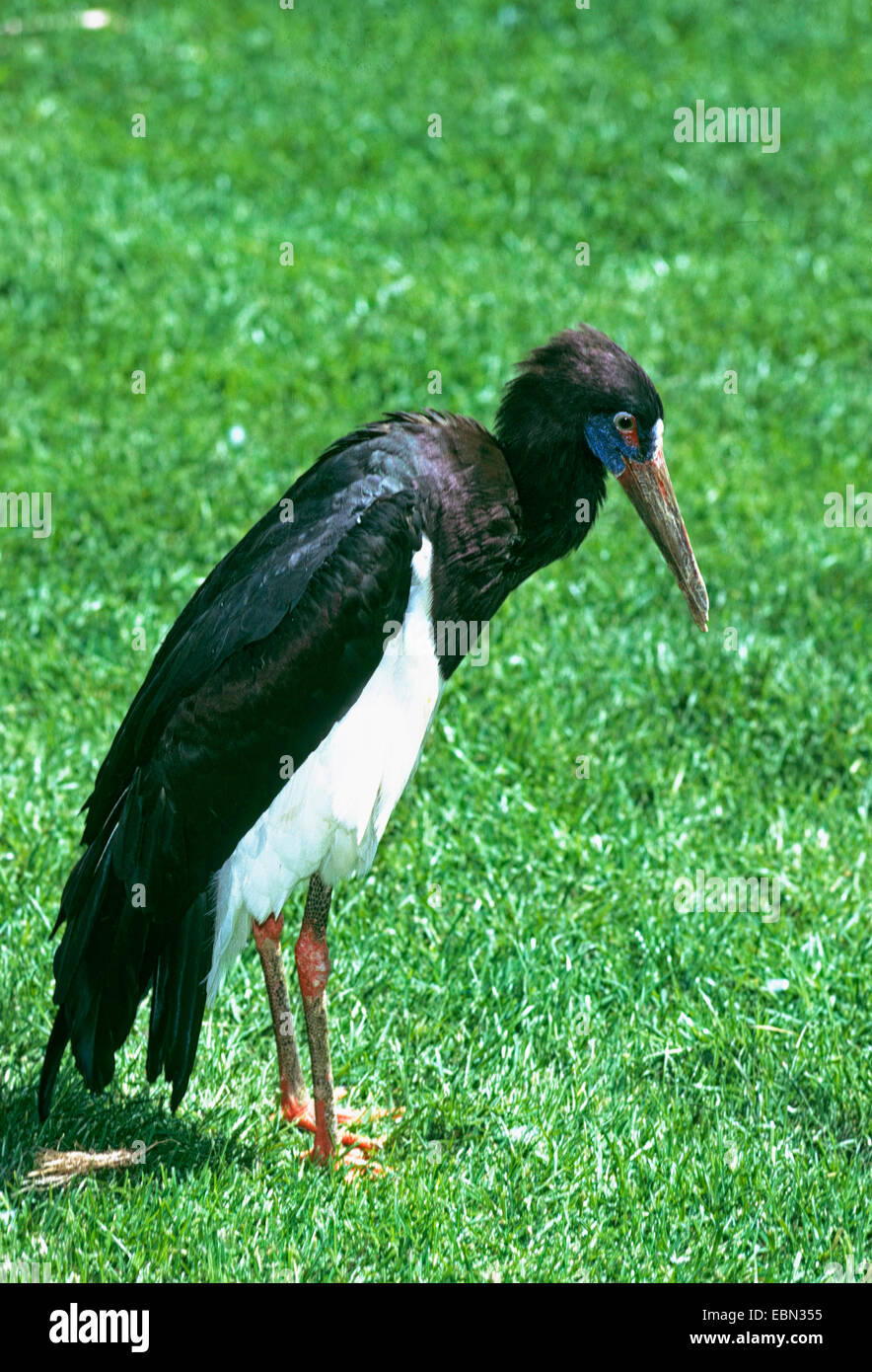Abdim's stork (Ciconia abdimii, Sphenorhynchus abdimii), stands in a meadow Stock Photo