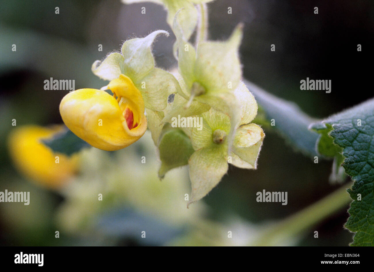 Slipperwort (Calceolaria pavonii), blooming Stock Photo