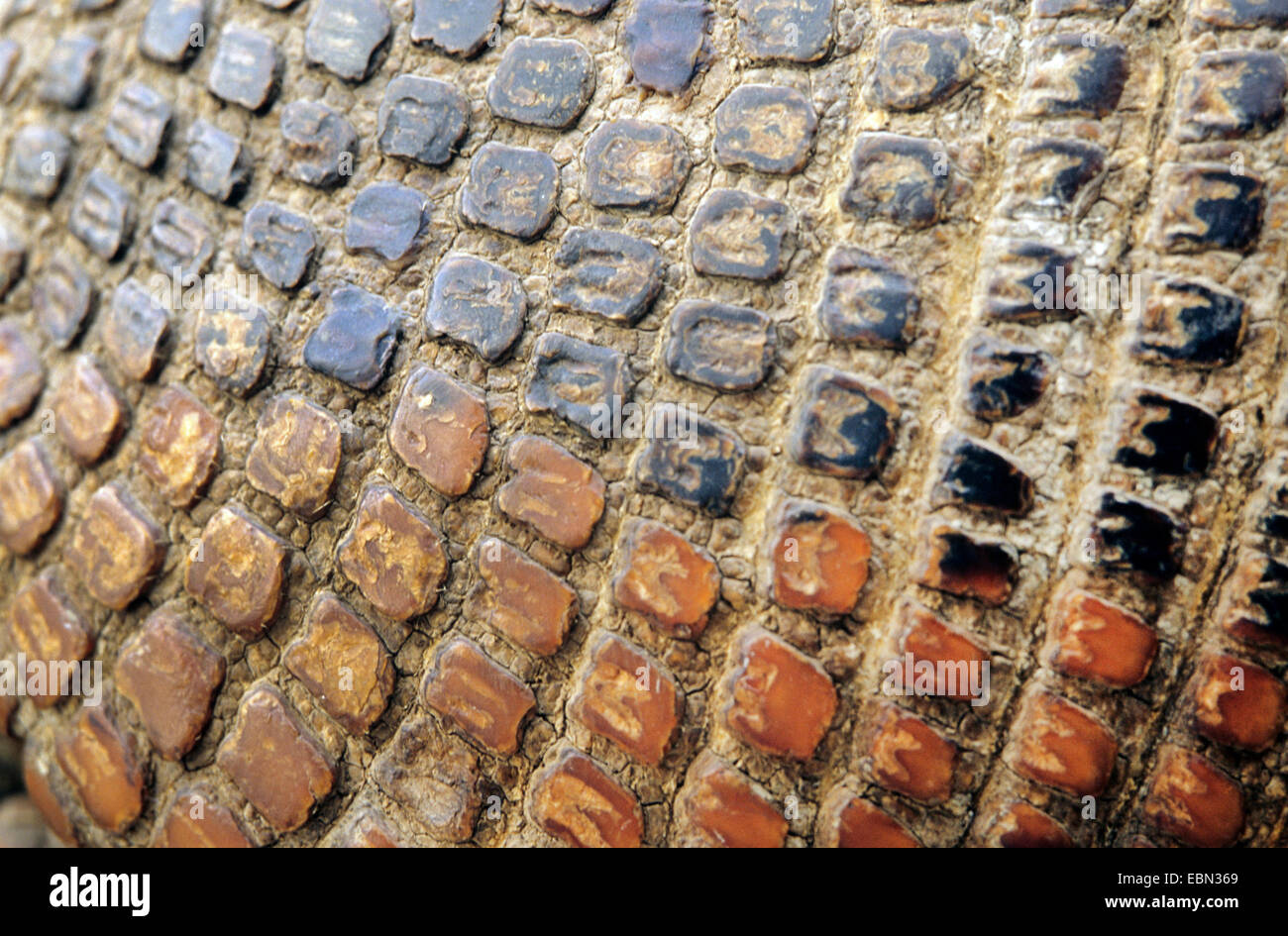 giant armadillo (Priodontes maximus), scales of the armor Stock Photo